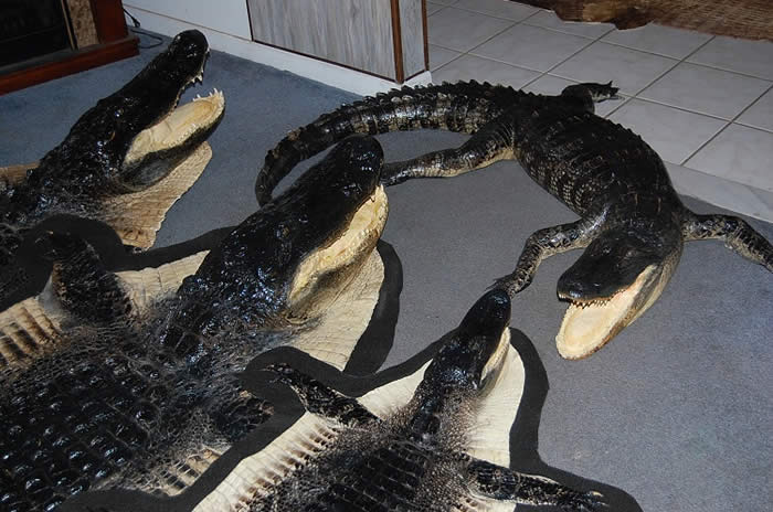 alligator gator taxidermy work